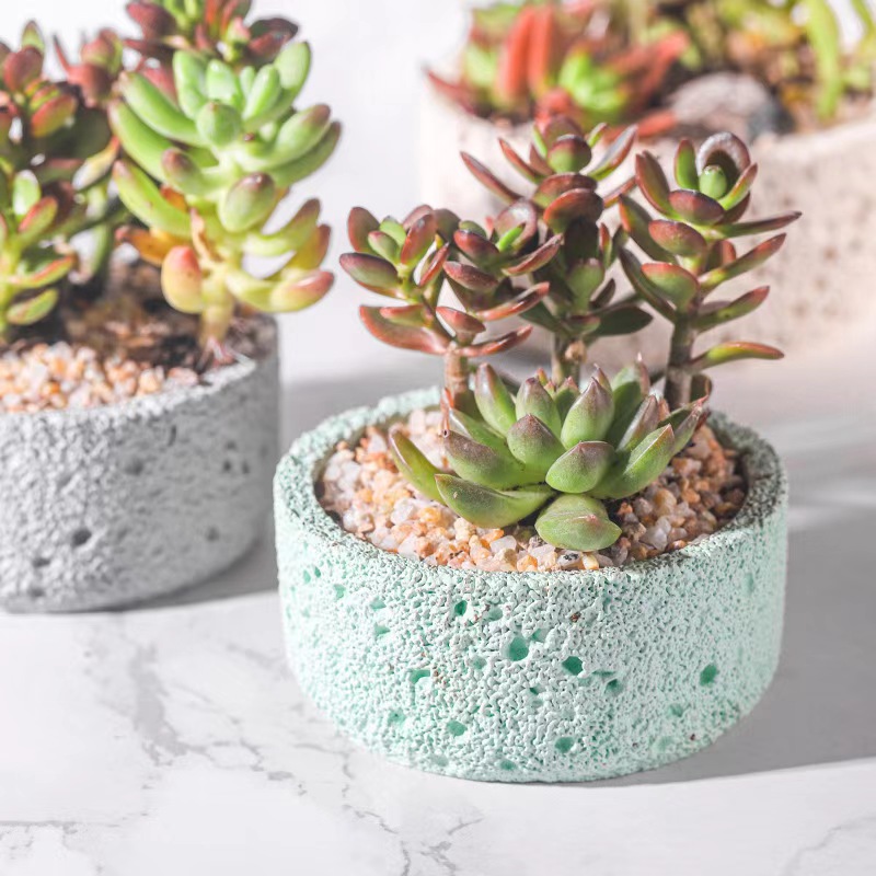 Pot de construction de ciment  - Echeveria Succulent avis et prix
