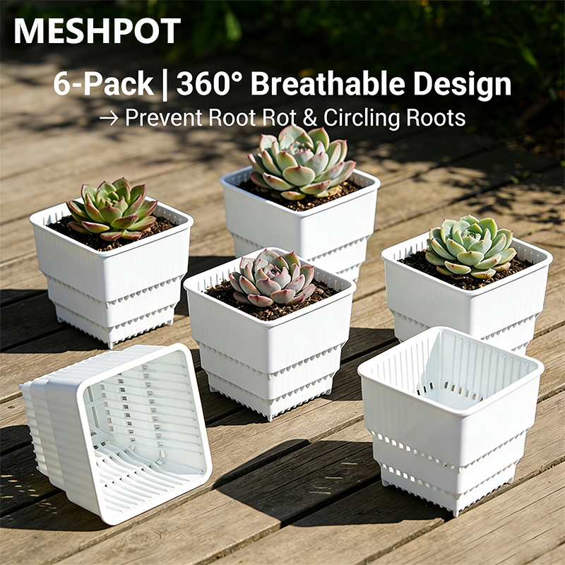 MESHPOT Lot de 6 pots carrés p - Echeveria Succulent avis et prix