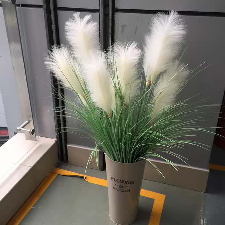 Grandes Plantes de Roseau Arti - Dracaena Marginata avis et prix