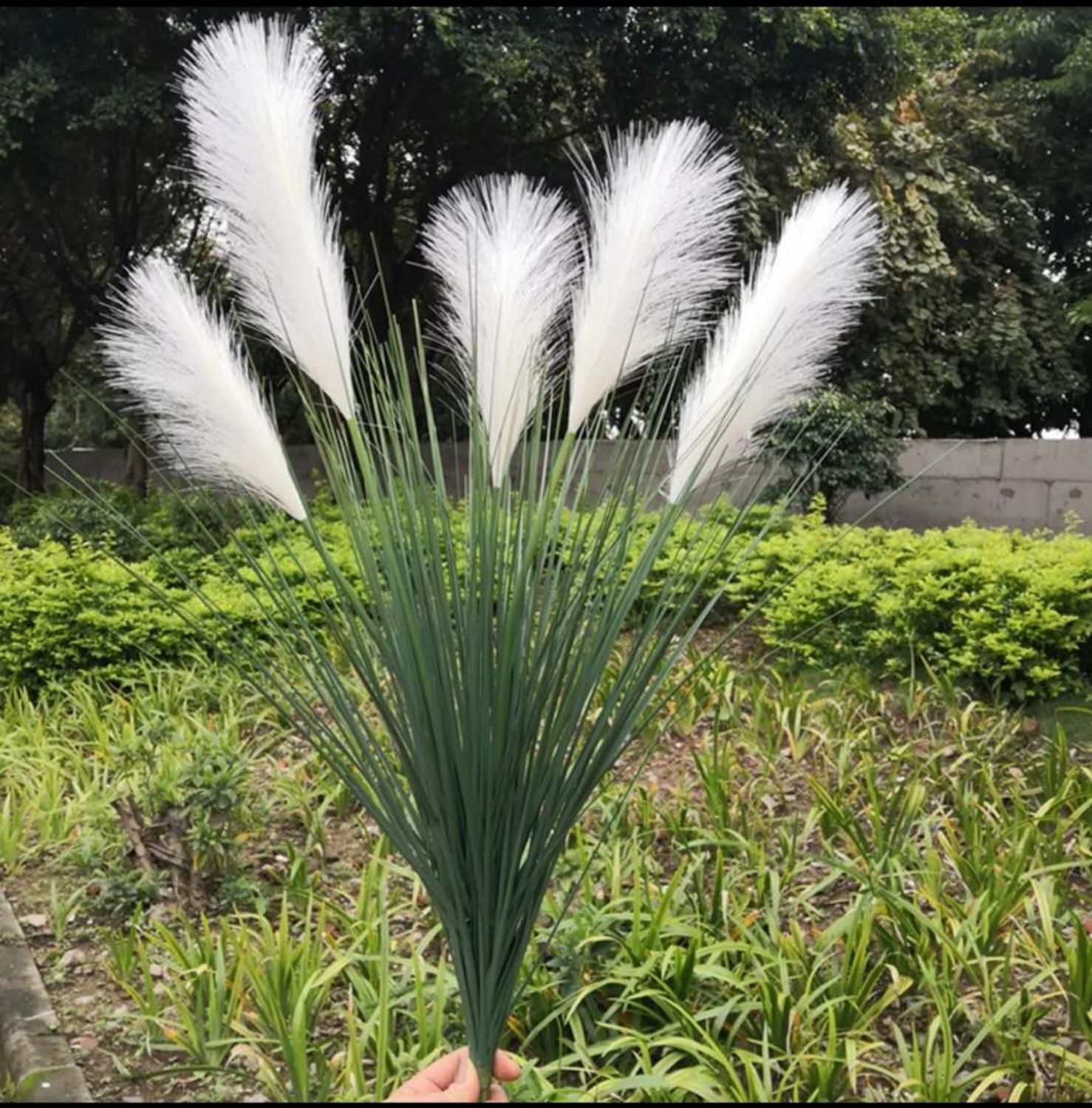 Grandes Plantes de Roseau Arti - Dracaena Marginata avis et prix